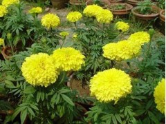 济南专业摆草花-淄博摆草花-草花供应点