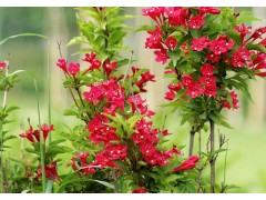 青州苗木基地-全省最专业的苗木基地-一诺千金苗木基地