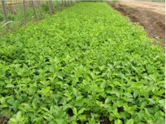 临朐苗木-临朐苗木基地-临朐绿化苗木-临朐苗圃-一诺千金苗木