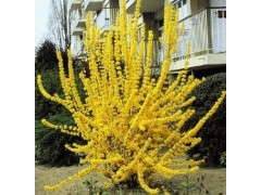 山东连翘 河北连翘 天津连翘 德州连翘 潍坊连翘 山西连翘