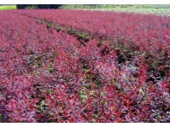 山东红花炸酱草天津红花炸酱草青州红花炸酱草北京红花炸酱草