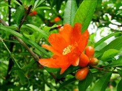 诸城绿化公司|诸城绿化工程公司|诸城园林绿化公司|选一诺千金