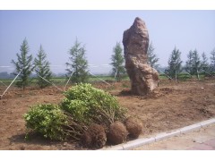 潍坊园林绿化公司|潍坊绿化公司|潍坊一诺千金绿化公司首屈一指