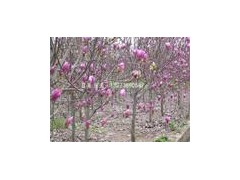 红叶石楠价格咨询/红玉兰价格介绍