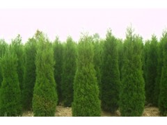 1米蜀桧价格最低/蜀桧产地价格最低