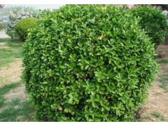 山东青州苗木基地|山东省园林公司在青州指定用苗单位值得信赖!