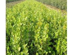 小叶黄杨|瓜子黄杨价格