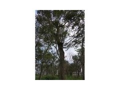 山东朴树价格/南京朴树价格