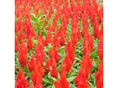 山东和服鸡冠花/山东青州和服鸡冠花/山东鸡冠花/青州鸡冠花