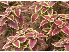 彩叶草/彩叶草价格/天津河北大连威海青岛日照北京山西彩叶草