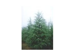 优质雪松供应/雪松资料雪松种植