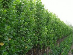 北海道黄杨价格/天津北海道黄杨/山东北海道黄杨河北北海道黄杨