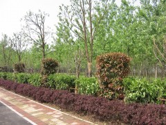 潍坊园林绿化工程公司||国家园林贰级资质企业||一等一的服务