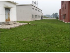 东营公司绿化||东营大王镇厂区绿化公司||东营小区绿化公司