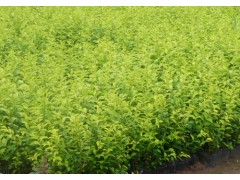 金叶女贞|带营养钵金叶女贞——山东青州一诺千金园艺场