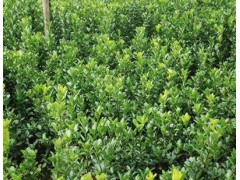 冬青石家庄大叶黄杨唐山邯郸秦皇岛保定淄博内蒙古包头大叶黄杨