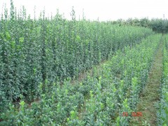 宁夏北海道黄杨内蒙古山西河北大同甘肃兰州吉林沈阳北海道黄杨