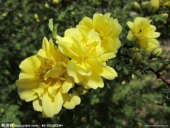 河北绿化苗木基地、保定绿化苗木基地、定州绿化苗木基地