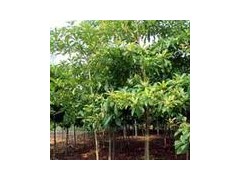 杜仲产地/杜仲基地/杜仲价格