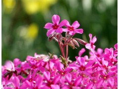 江苏宿根花卉 安徽宿根花卉 河南宿根花卉 甘肃宿根花卉