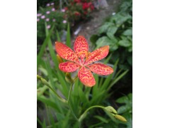 射干|红花鸢尾|蛇莓|大花金鸡菊|彩叶草|宿根天人菊