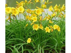 金娃娃萱草|萱草|萱草基地|萱草价格