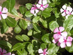 辽宁草花|辽宁草花价格