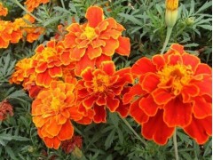 山西草花|山西草花价格15244440011