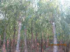 新疆垂柳-奥森苗圃-垂柳基地