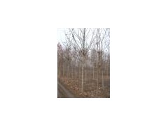 河北垂柳-垂柳发源地-垂柳之乡