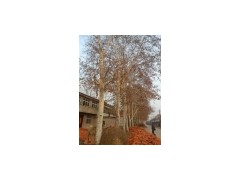 法桐 速生法桐 国槐 白蜡 垂柳 五角枫 栾树 速生白蜡苗