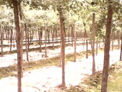 实生树-速生柳-垂柳-火炬