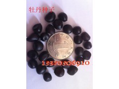 大量供应牡丹种子,麦冬种子,大叶女贞种子,紫薇种子等