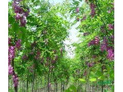 河南刺槐苗-郑州刺槐苗供应