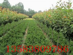 特价樱花苗樱花树苗樱花小苗最新秋季樱花苗樱花树苗樱花小苗价格