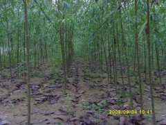 垂柳的栽培技术如何掌握