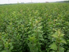 河南梨树苗批发基地