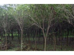 河南小叶女贞苗批发