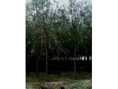 8公分速生柳-8公分法桐-8公分金叶榆-9公分旱柳
