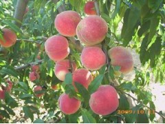 2013年最低价出售桃苗