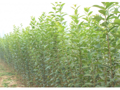 邢台桃树苗供应—梨树苗&柿树苗&花椒苗&果树苗&绿化苗供应