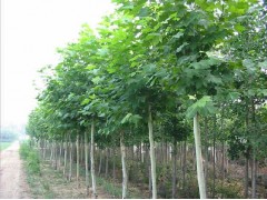 法桐#法桐小苗#法桐树苗#法桐树价格13468049936