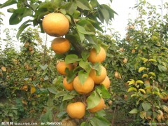 河南果树苗供应—桃树苗&梨树苗&花椒苗&核桃苗&柿树苗供应