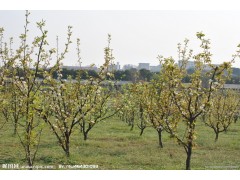 商丘桃树苗供应—梨树苗&花椒苗&柿树苗&核桃苗&果树苗供应