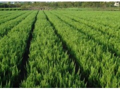 青州绿化苗木/坊子绿化苗木/潍城绿化苗木/寒亭绿化苗木