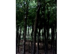 速生垂柳15公分999万株-东北垂柳-天津垂柳