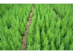 苏北梅花基地供各种梅花 龙柏球