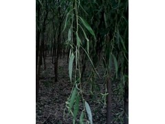 速生垂柳19公分366万株—河北奥森苗木基地