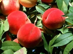 华光、早红珠、早红宝石