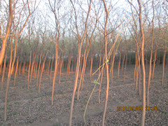 明年春季签购合同500例-奥森苗木基地